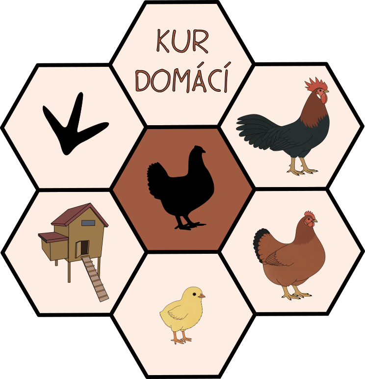 kur-domaci-rodina-obydli-stopa