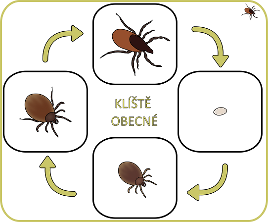 klíště