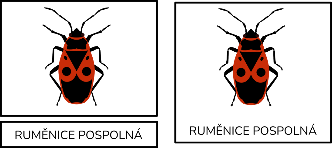 rumenice-trislozkove-karty