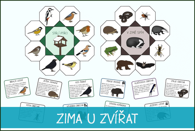 zima-u-zvirat-co-delaji-zvirata-v-zime