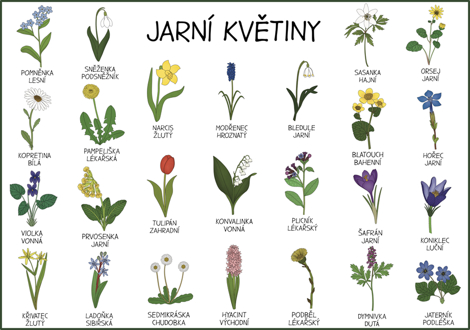 Kvetiny Nazvy () Kvetiny Nazvy