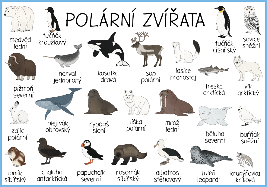 polarni-zvirata-obrazky