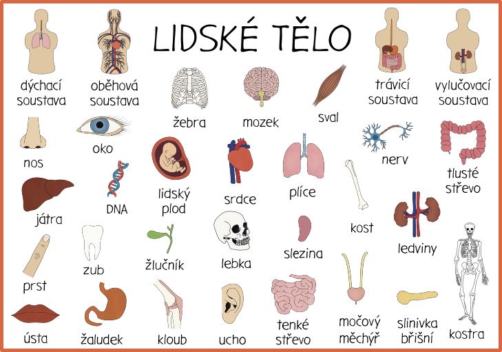 casti-lidskeho-tela-obrazky-pro-deti