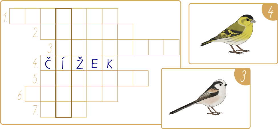 behaci-krizovka-ptaci-na-krmitku