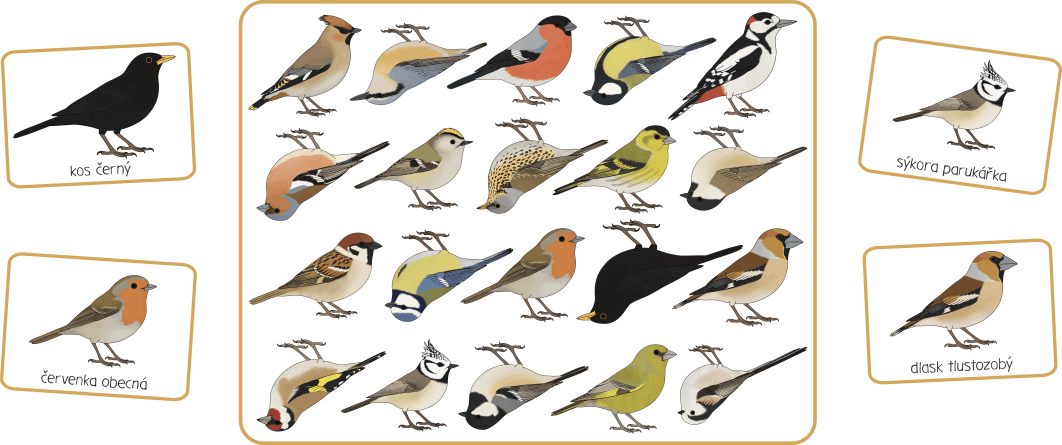 ptaci-na-krmitku-postrehovka-obrazky