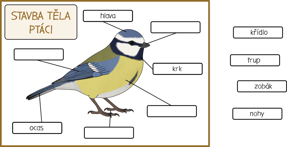 ptaci-stavba-tela-sykora-modrinka