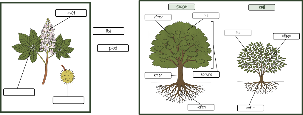 CASTI-STROMU