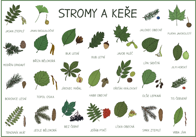 STROMY-KERE-PREHLED