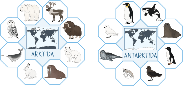 polarni-zvirata-antarktida-arktida