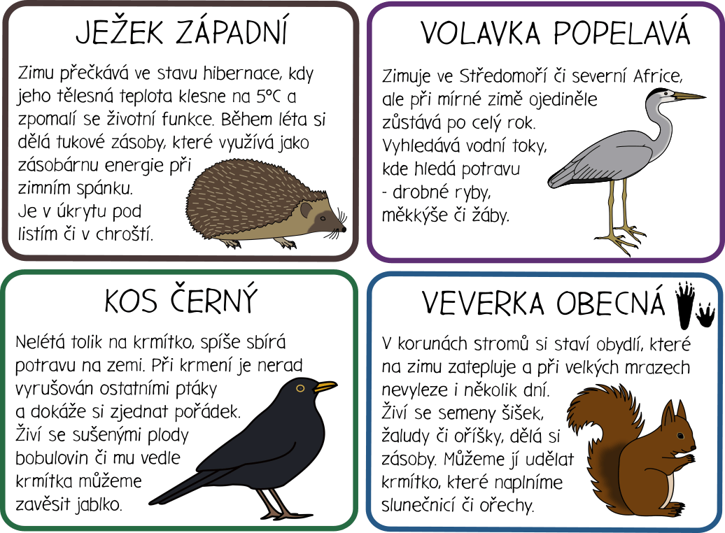 Zvířata v zimě - informační karty o stálých ptácích