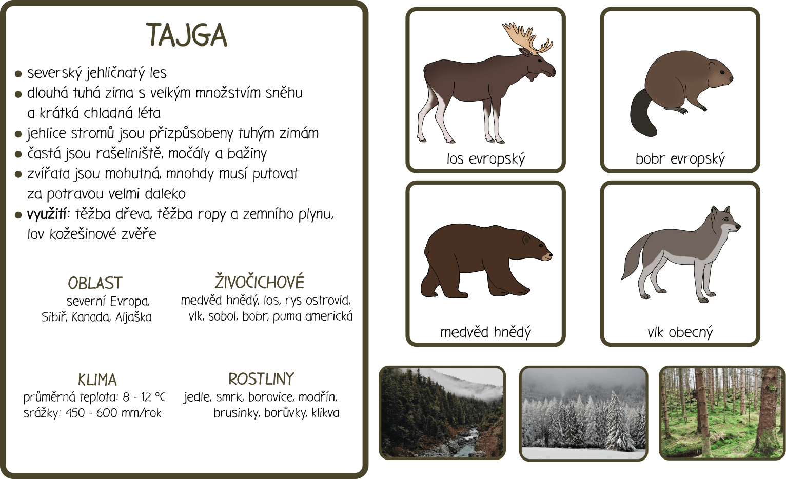 Biomy světa - naučné karty o tajze