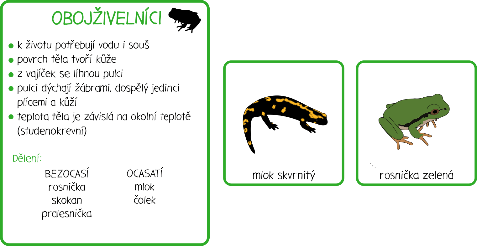 Procvičování dělení živočichů