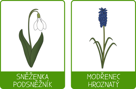 Jarní květiny - obrázkové karty