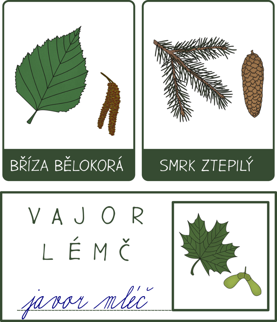 Demonstrační karty stromů, listů a plodů