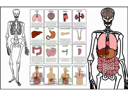 Kostra a orgány v těle