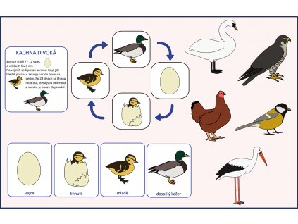 vývojová stádia ptáků