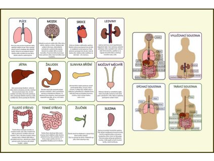 Orgány v těle informační karty pro děti