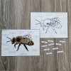 stavba těla včely
