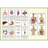 Orgány v těle - Informační karty