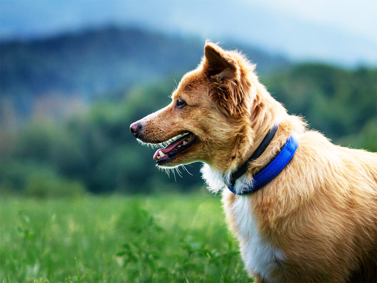 Jak daleko vidí pes