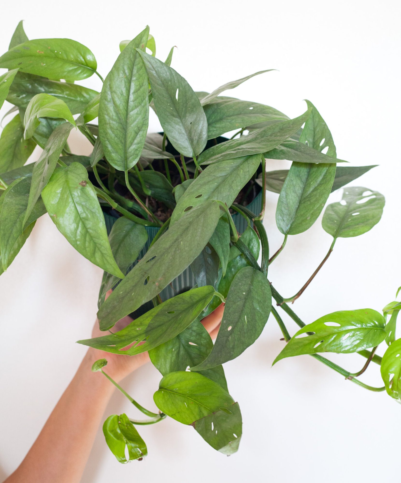 Epipremnum / Pothos