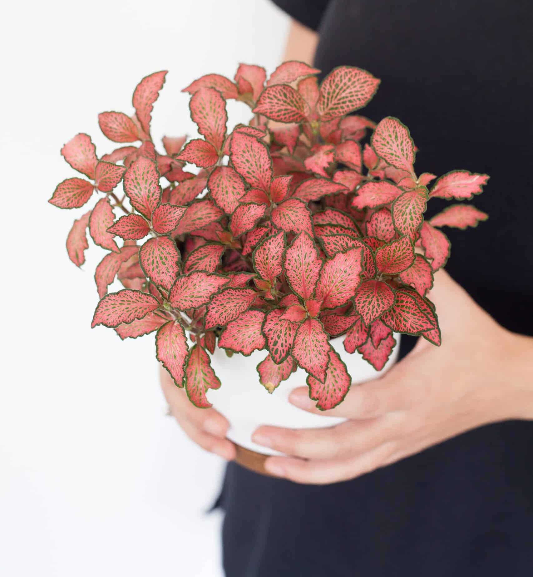 Fittonia