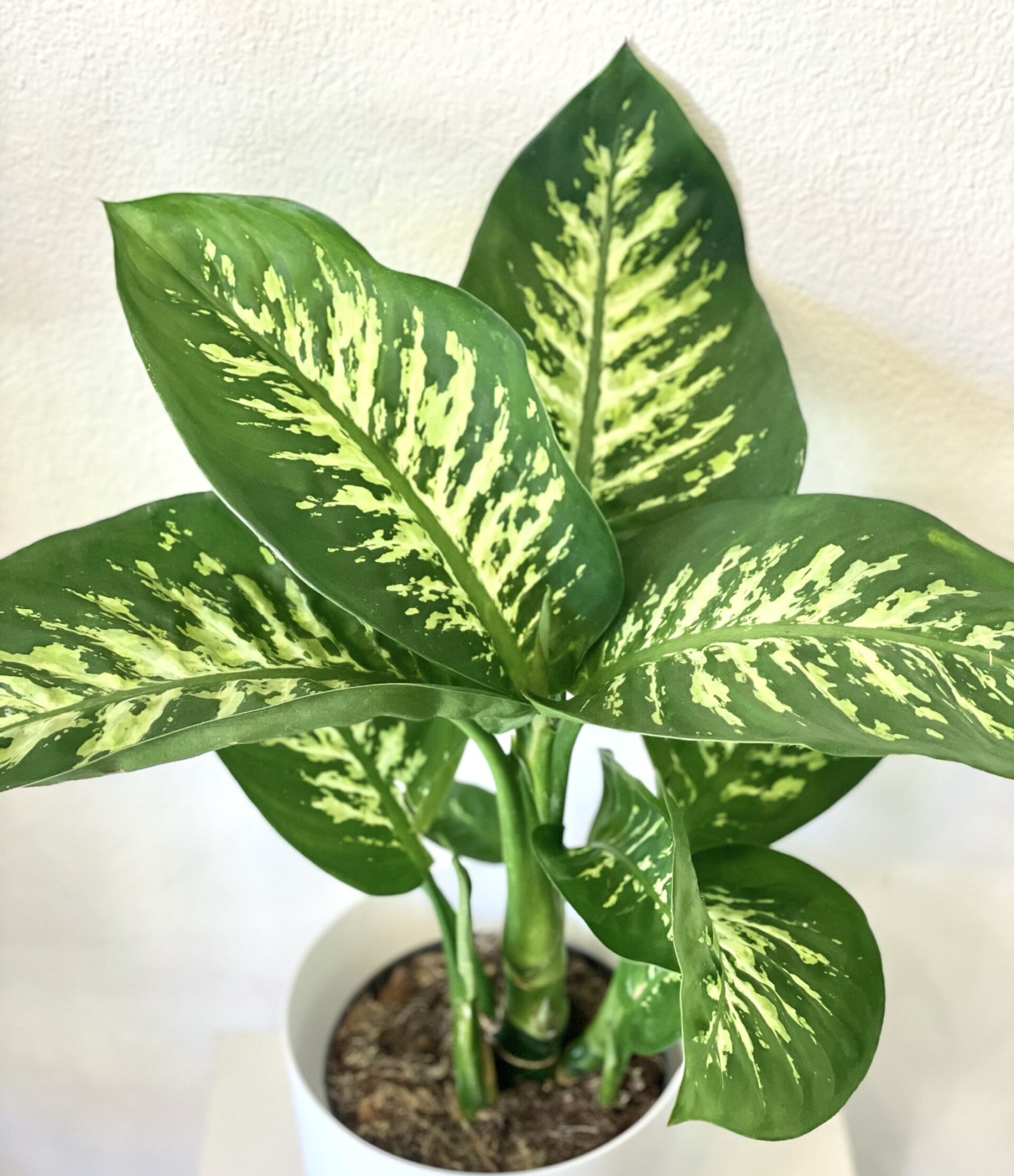 Dieffenbachia