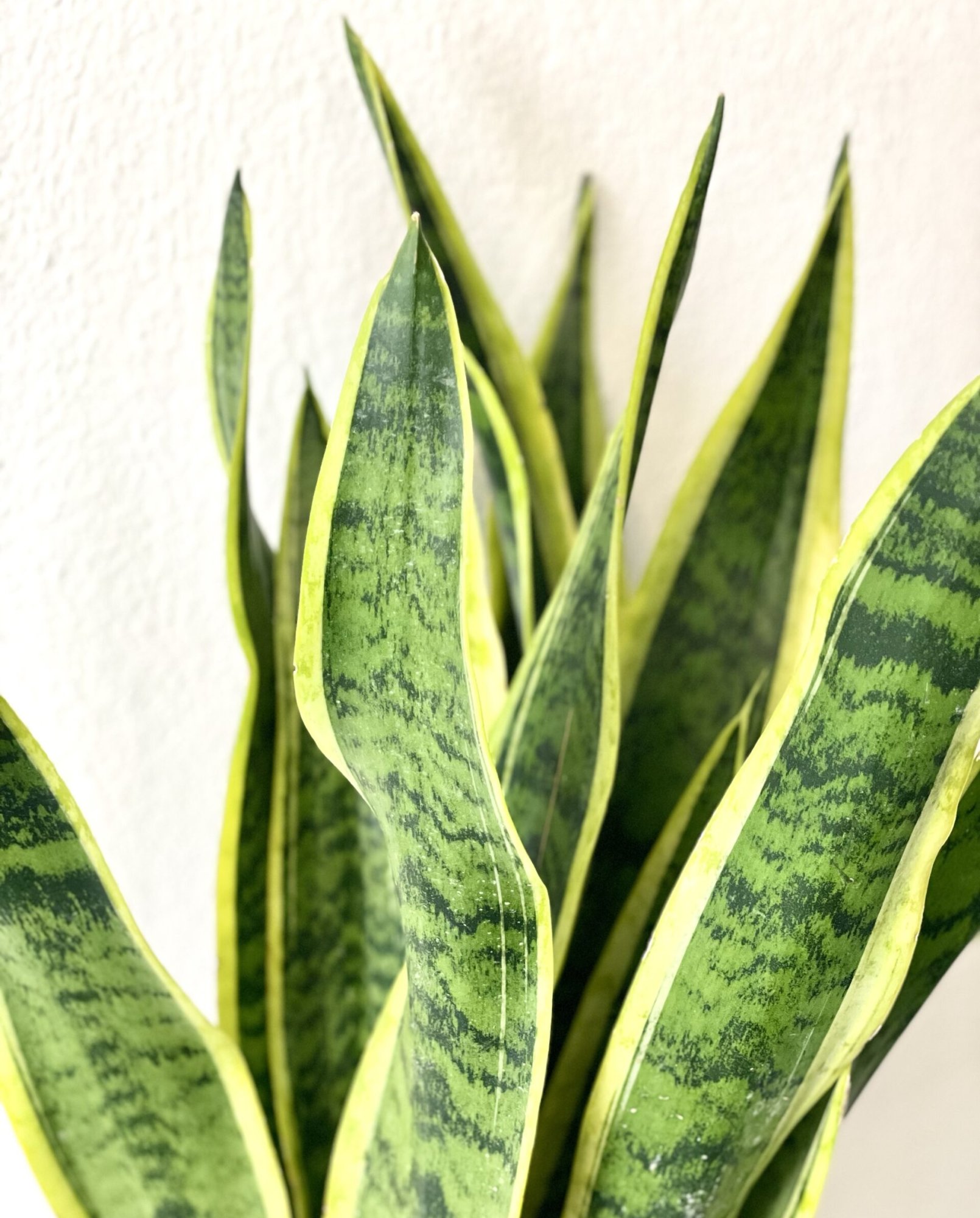 Sansevieria / Svokrin Jazyk