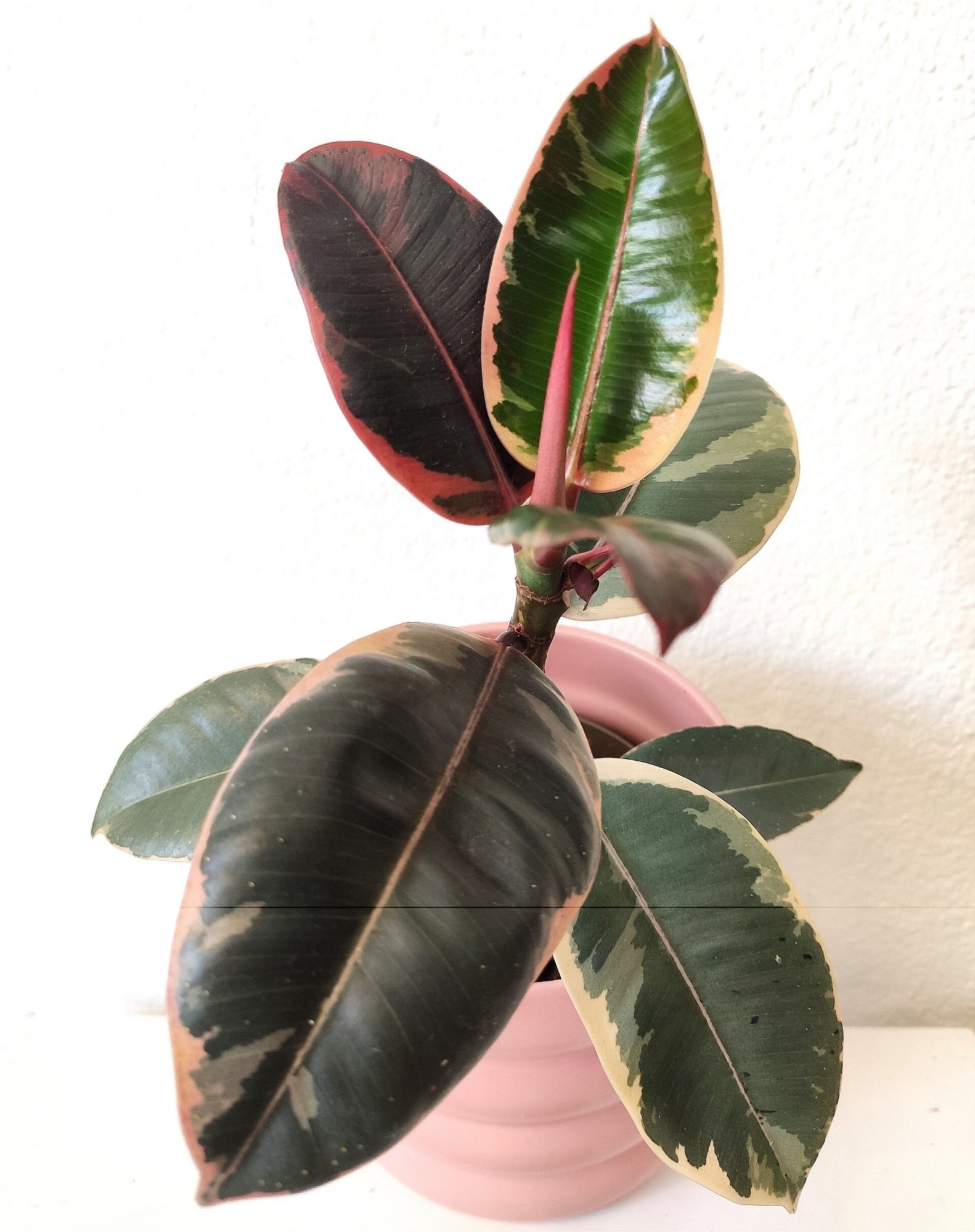 Ficus