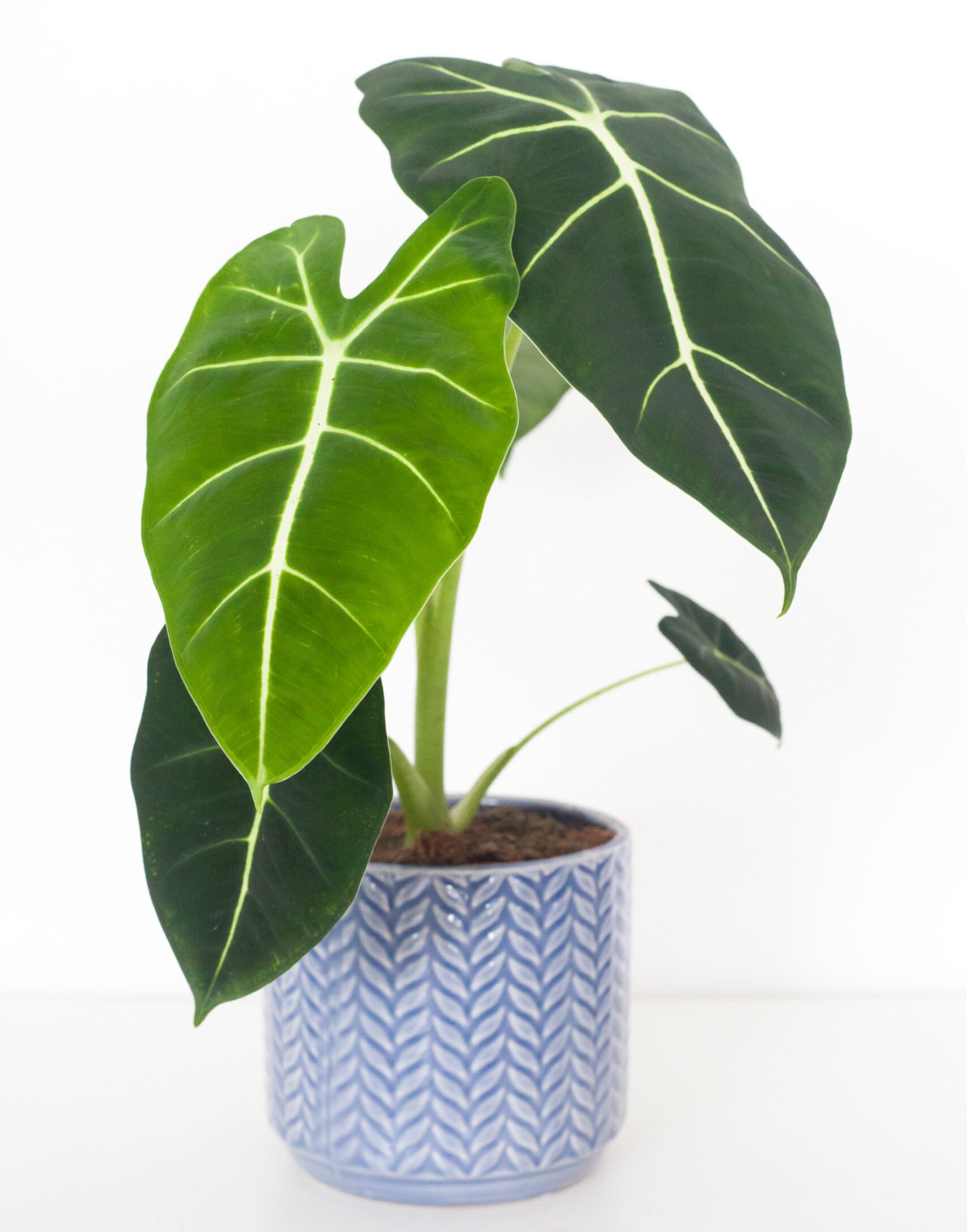 Alocasia
