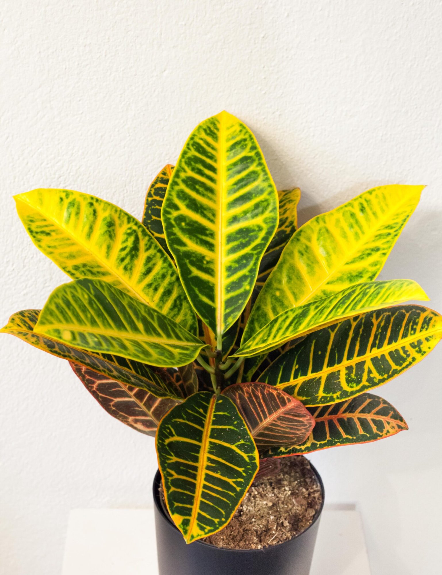 Codiaeum / Krotónovec