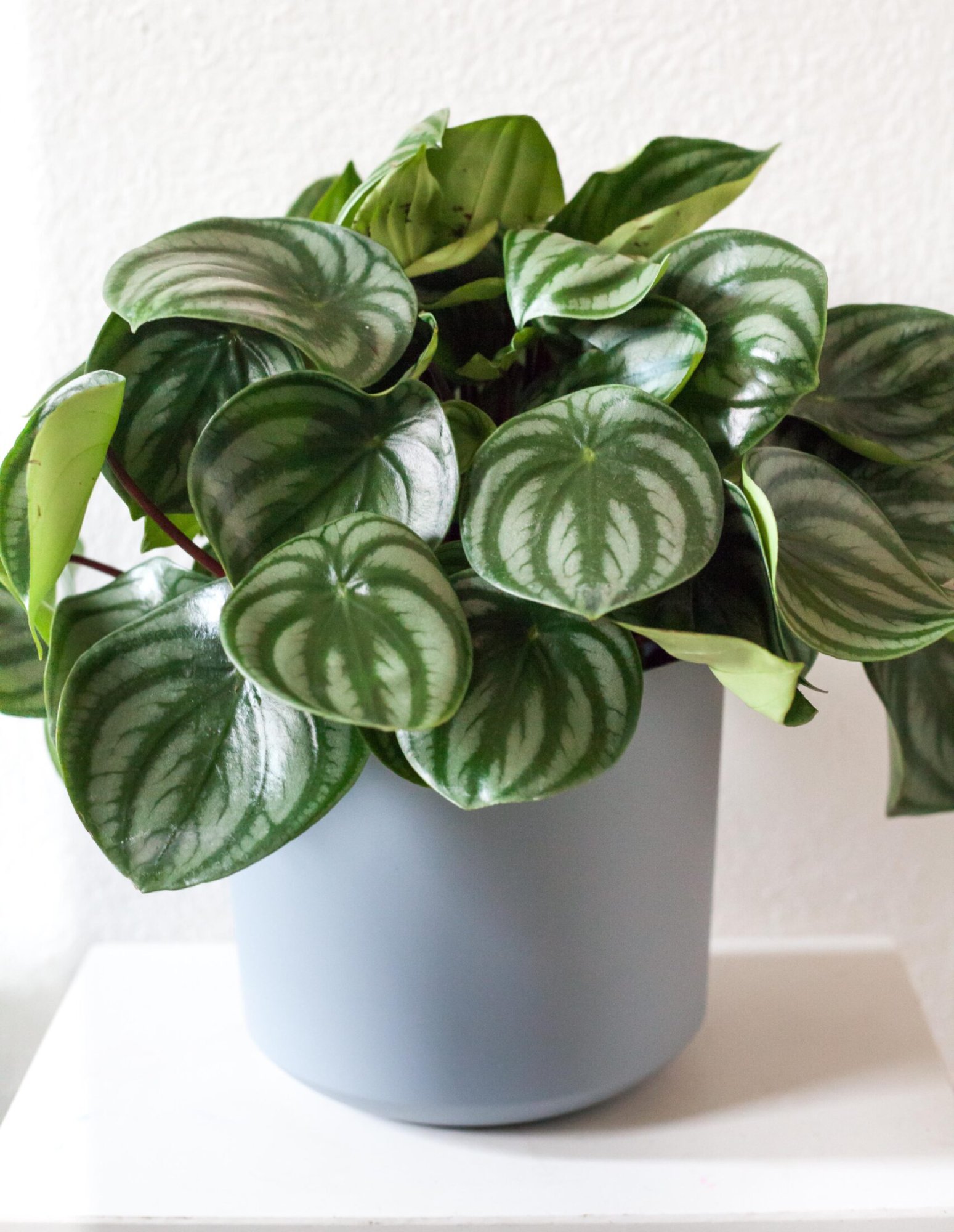 Peperomia