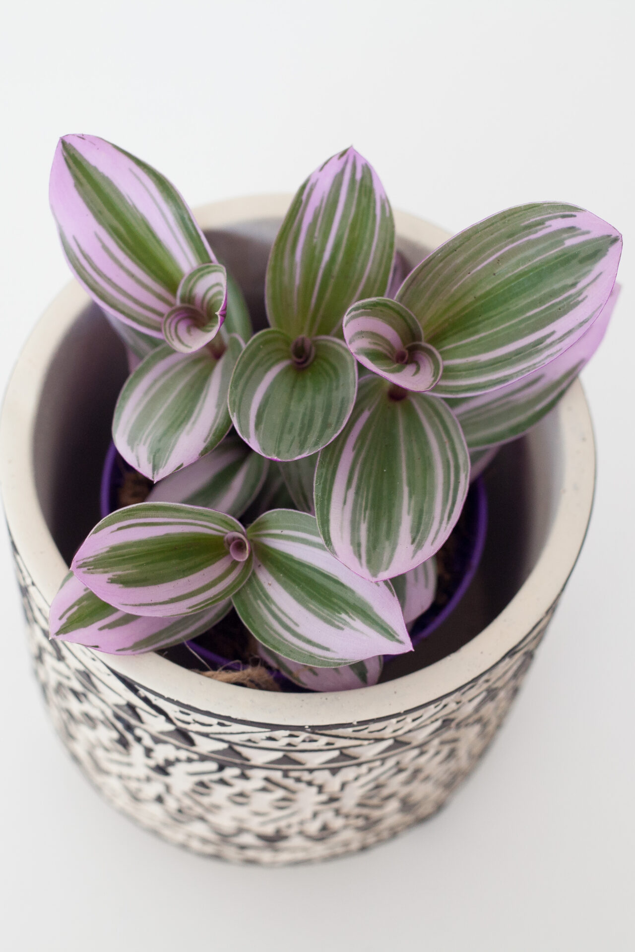 Tradescantia