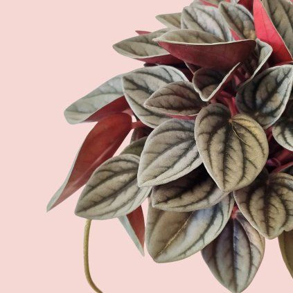 Peperomia Santorini