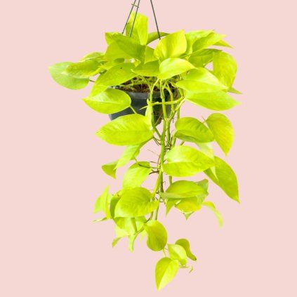 Epipremnum Golden Pothos