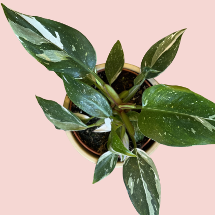 Philodendron White Princess