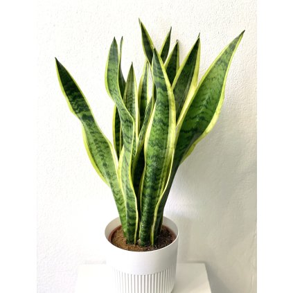 1092 sansevieria trifasciata laurentii