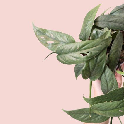 Epipremnum Cebu Blue