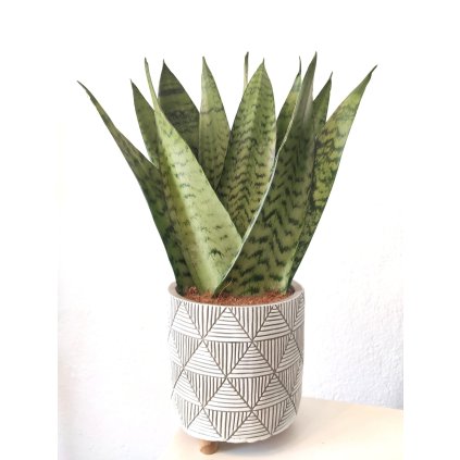 1140 sansevieria zeylanica