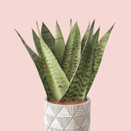 Sansevieria Zeylanica