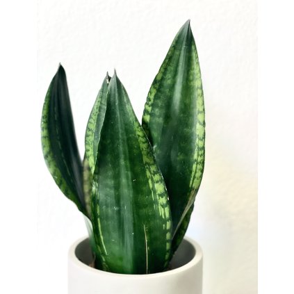 1143 sansevieria silver flame