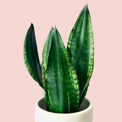 Sansevieria Silver Flame