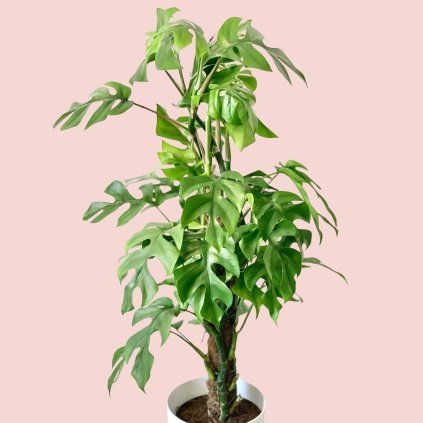 Monstera Minima s oporou
