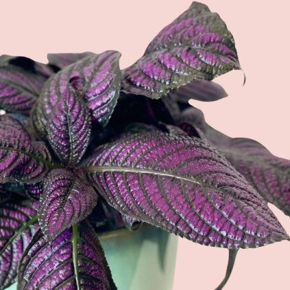 Strobilanthes Dyeriana