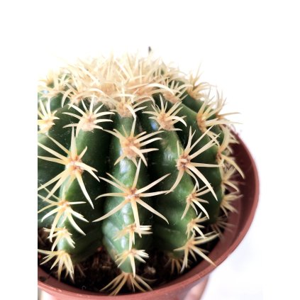 1275 echinocactus grusoni