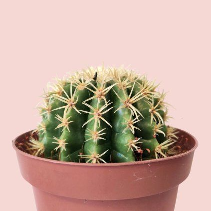 Echinocactus Grusoni