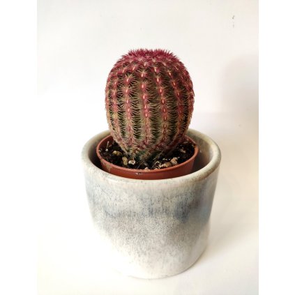 1278 echinocactus grusoni baby