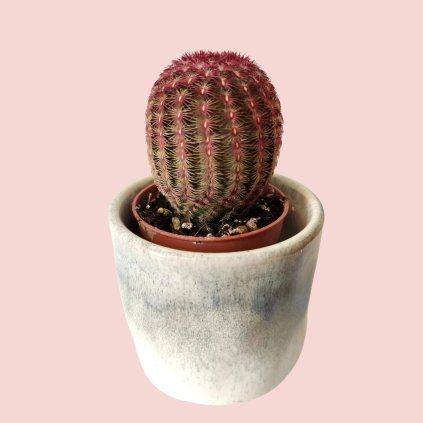 Echinocactus Grusoni baby