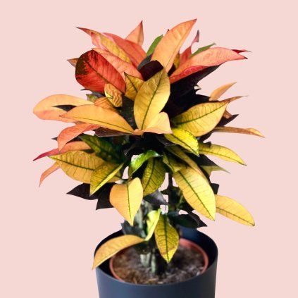 Codiaeum variegatum Mrs. Iceton