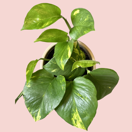 Epipremnum pinnatum Aureum